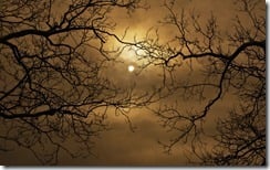 Branches Surrounding Harvest Moon