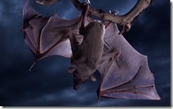 Fruit Bat Hanging from Branch