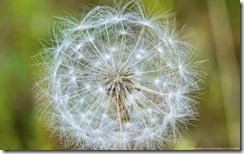 Dandelion in seed