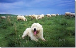Sheepdog guards a flock of sheep in the Tatra Mountains, Poland