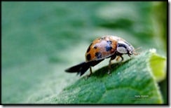 Falltime Ladybug