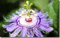 Purple Passion Flower (Passiflora incarnata)