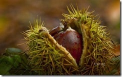 Chestnuts in the Forest of Crecy, France