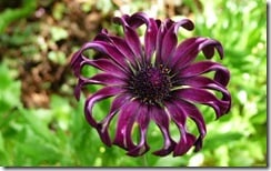 Dark purple flower, Kula Botanical Garden, Maui, Hawaii, U.S.