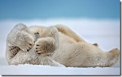 Polar Bear (Ursus maritimus) rolling in the snow, Beaufort Sea, Arctic Coast, Alaska.