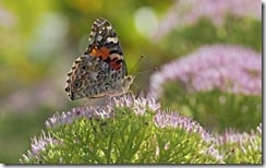 Painted Lady Butterfly, McLeansville, North Carolina, U.S.