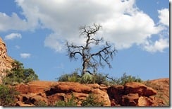 Lone tree on red rocks in Sedona, Arizona, U.S.