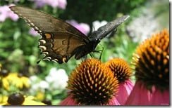 Monarch butterfly on echinacea