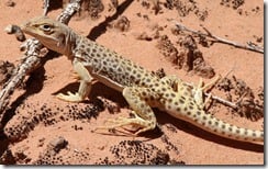 Leopard Lizard