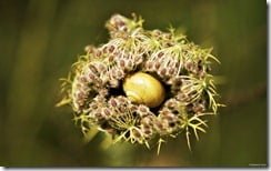 Snail in plant