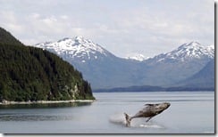 Baby humpback whale breaching in Alaska