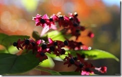 Harlequin Glorybower