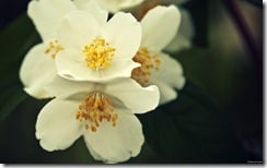 White flowers