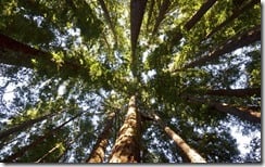 Looking up redwoods in Big Sur, California, U.S.