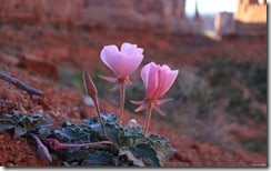 Flowering plant, Arches National Park, Utah, U.S.