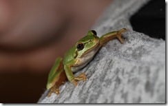 Tree frog, close-up