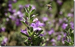 Bee with purple flowers