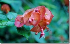 Orange flower close-up