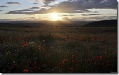 Sun setting over a field of daisies, cornflowers, and poppies, Moncreiffe Hill near Perth, Scotland, U.K.