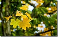 Foliage near Fenway Park, Boston, Massachusetts, U.S.