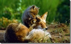 Red fox vixen and her kit, Alaska