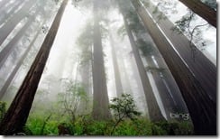 Redwood trees in Redwood National Park, California