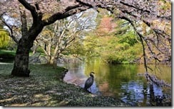 Great Blue Heron standing under blossoming cherry trees in Beacon Hill Park in Victoria, British Columbia, Canada