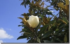 Magnolia blossom from a Magnolia tree, Fort Walton Beach, Florida, U.S.