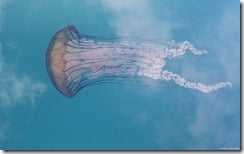 Jellyfish in Marina at Neah Bay, Washington, U.S.