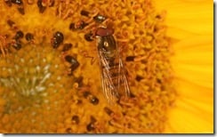 Hoverfly in sunflower