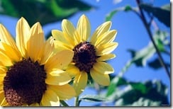 Sunflowers and bee