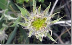 Wildflower in seed