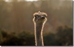 Young ostrich