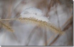 Snowy wheat